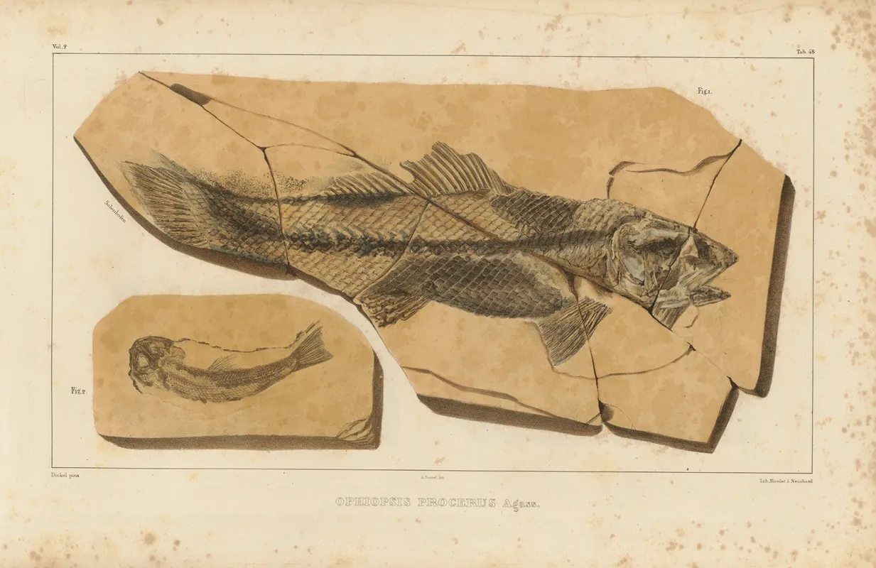 Recherches Sur Les Poissons Fossiles Pl 204 Wall Art by Louis Agassiz - High-Resolution Digital Print