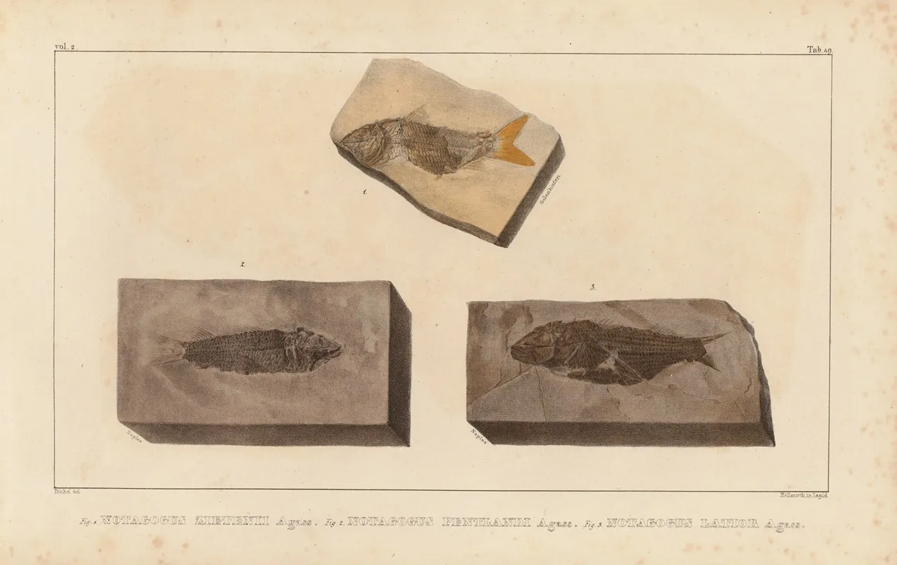 Recherches Sur Les Poissons Fossiles Pl 205 Wall Art by Louis Agassiz - High-Resolution Digital Print
