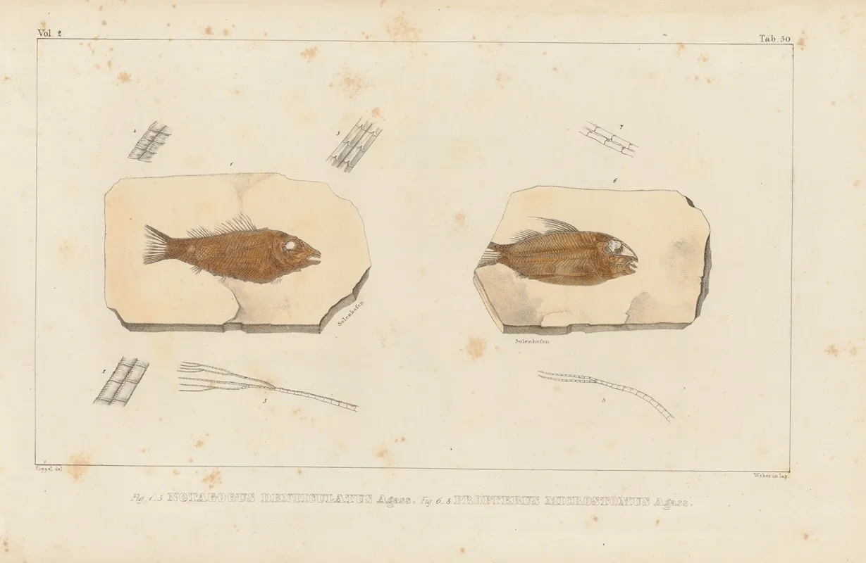 Recherches Sur Les Poissons Fossiles Pl 206 Wall Art by Louis Agassiz - High-Resolution Digital Print