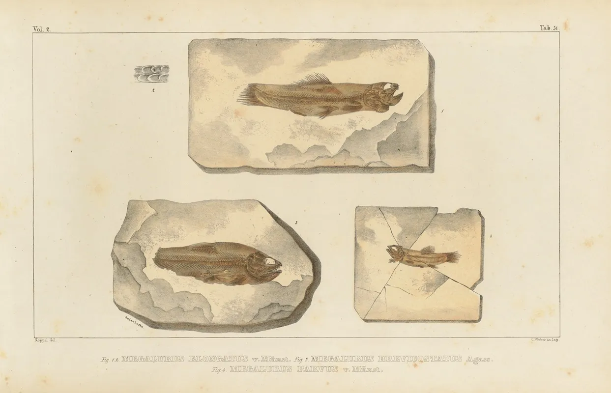 Recherches Sur Les Poissons Fossiles Pl 207 Wall Art by Louis Agassiz - High-Resolution Digital Print