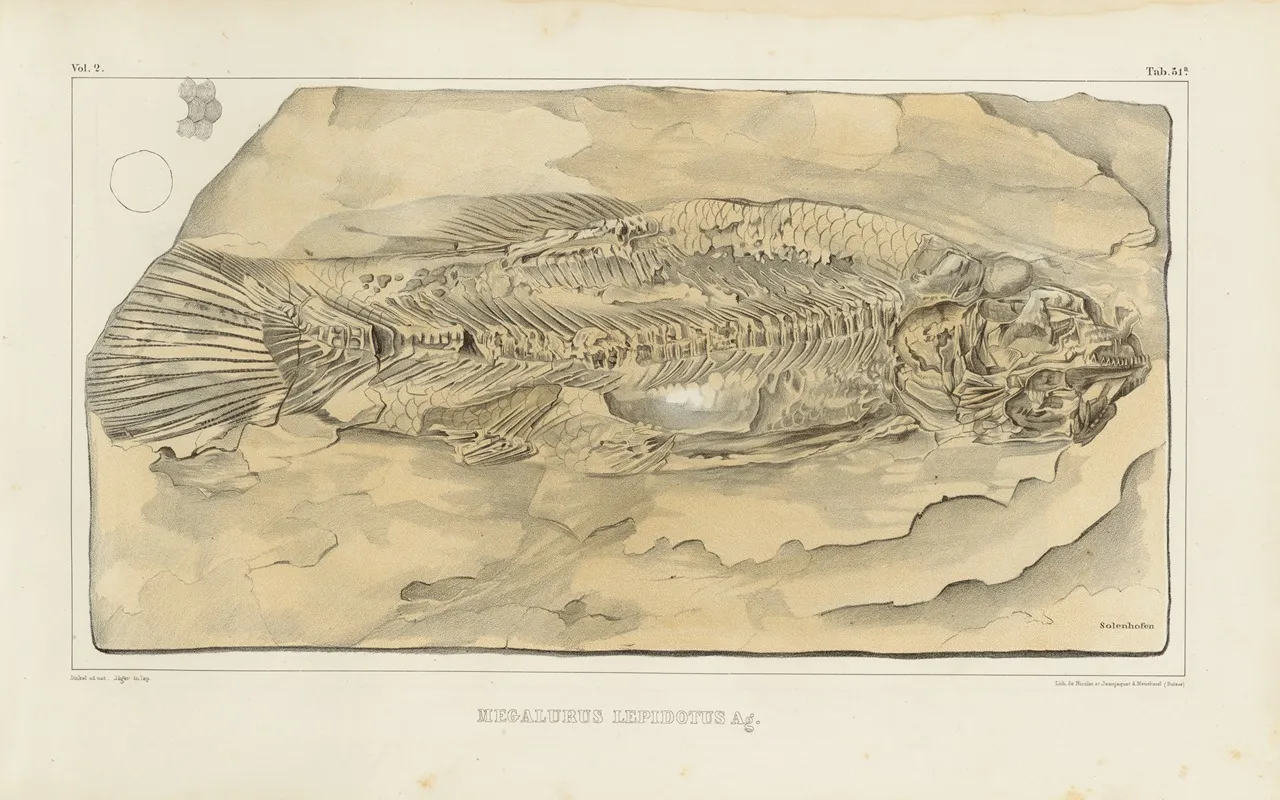 Recherches Sur Les Poissons Fossiles Pl 208 Wall Art by Louis Agassiz - High-Resolution Digital Print