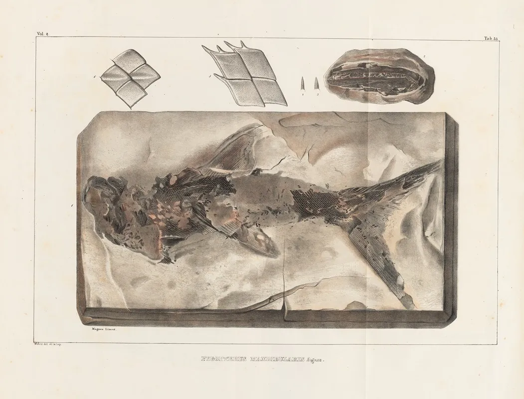 Recherches Sur Les Poissons Fossiles Pl 210 Wall Art by Louis Agassiz - High-Resolution Digital Print