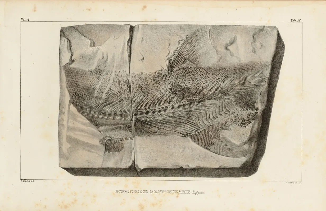 Recherches Sur Les Poissons Fossiles Pl 211 Wall Art by Louis Agassiz - High-Resolution Digital Print