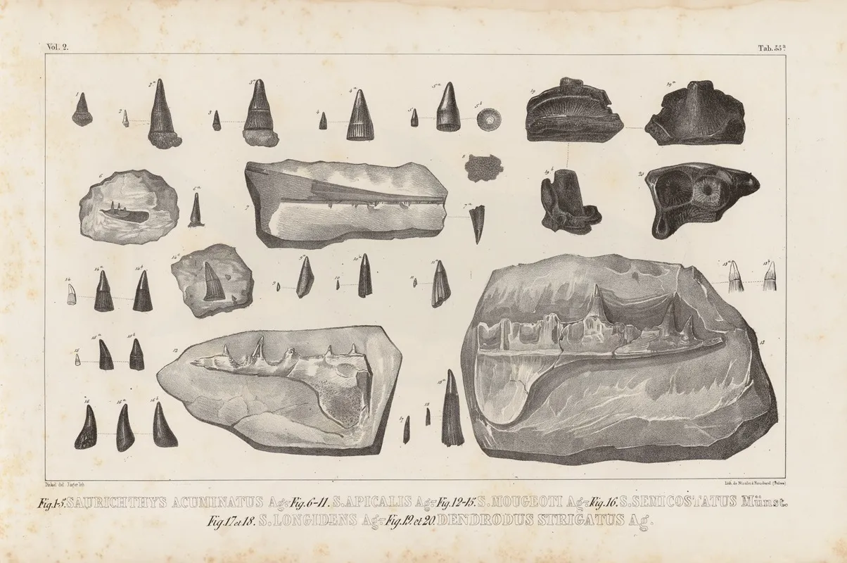 Recherches Sur Les Poissons Fossiles Pl 214 Wall Art by Louis Agassiz - High-Resolution Digital Print
