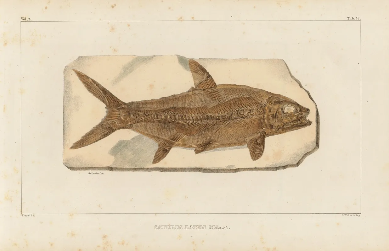 Recherches Sur Les Poissons Fossiles Pl 215 Wall Art by Louis Agassiz - High-Resolution Digital Print