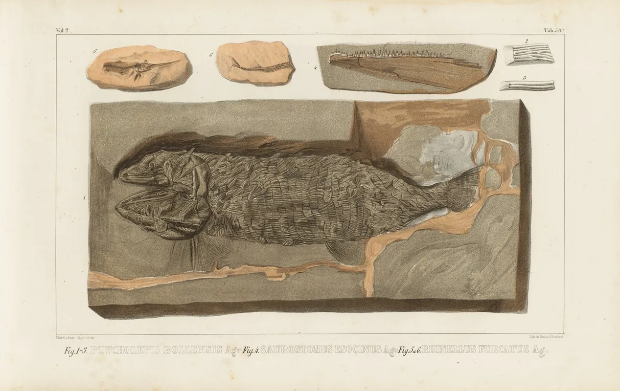 Recherches Sur Les Poissons Fossiles Pl 222 Wall Art by Louis Agassiz - High-Resolution Digital Print