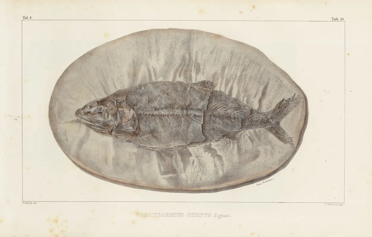 Recherches Sur Les Poissons Fossiles Pl 223 Wall Art by Louis Agassiz - High-Resolution Digital Print