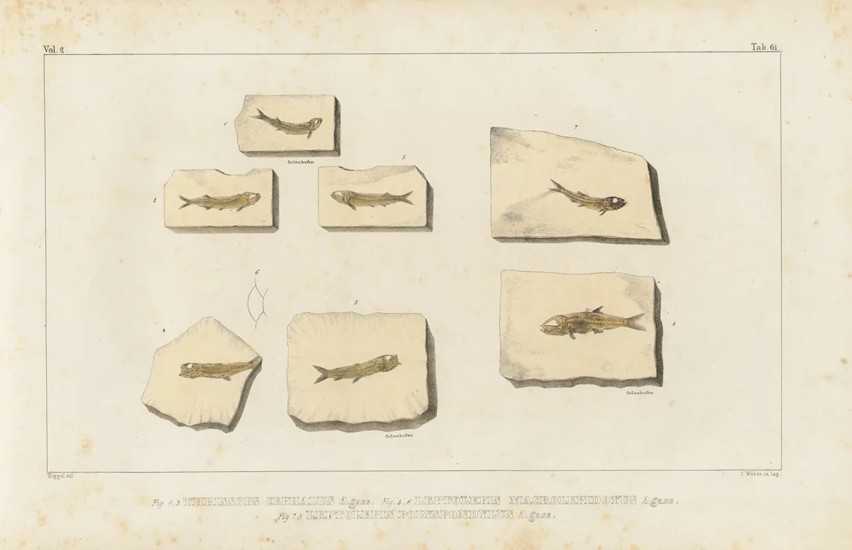 Recherches Sur Les Poissons Fossiles Pl 226 Wall Art by Louis Agassiz - High-Resolution Digital Print