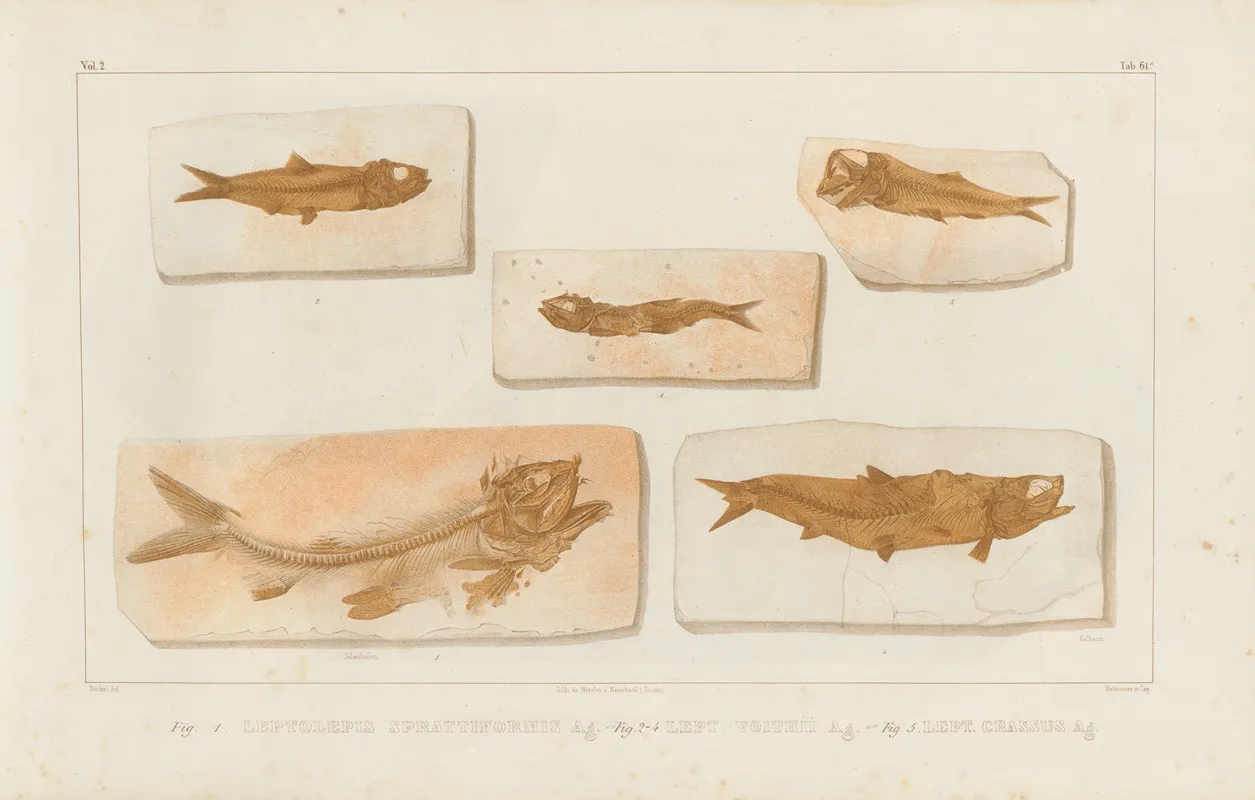 Recherches Sur Les Poissons Fossiles Pl 227 Wall Art by Louis Agassiz - High-Resolution Digital Print
