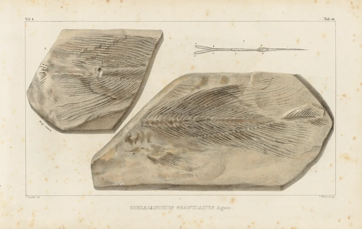 Recherches Sur Les Poissons Fossiles Pl 228 Wall Art by Louis Agassiz - High-Resolution Digital Print