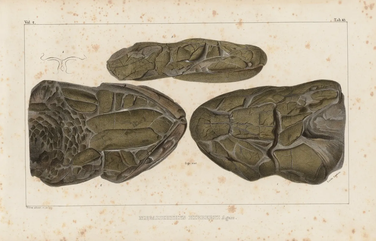 Recherches Sur Les Poissons Fossiles Pl 229 Wall Art by Louis Agassiz - High-Resolution Digital Print