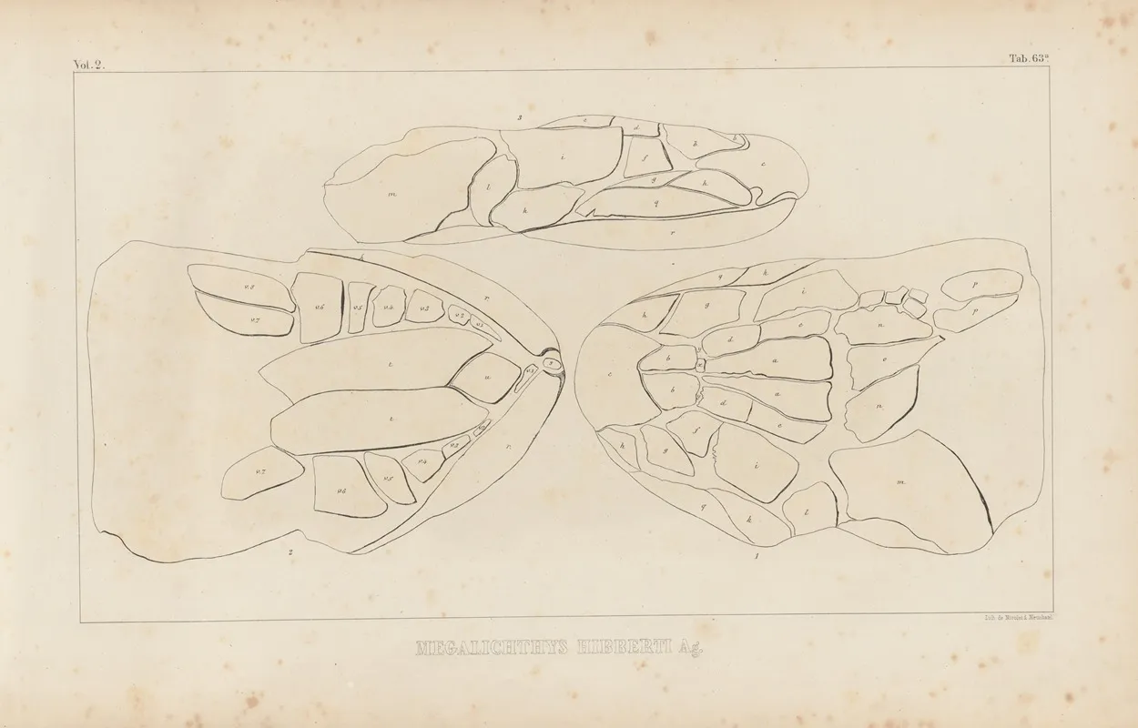 Recherches Sur Les Poissons Fossiles Pl 230 Wall Art by Louis Agassiz - High-Resolution Digital Print