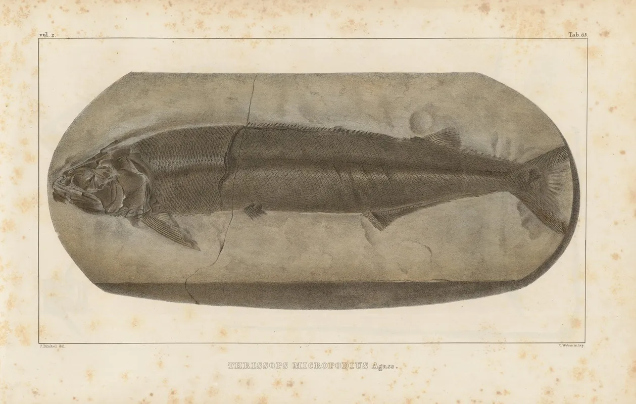 Recherches Sur Les Poissons Fossiles Pl 232 Wall Art by Louis Agassiz - High-Resolution Digital Print