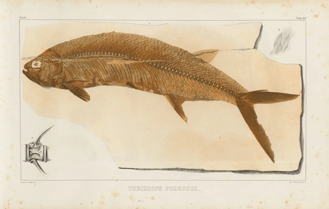 Recherches Sur Les Poissons Fossiles Pl 233 Wall Art by Louis Agassiz - High-Resolution Digital Print