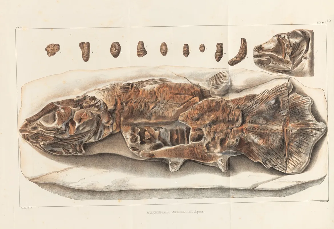 Recherches Sur Les Poissons Fossiles Pl 234 Wall Art by Louis Agassiz - High-Resolution Digital Print