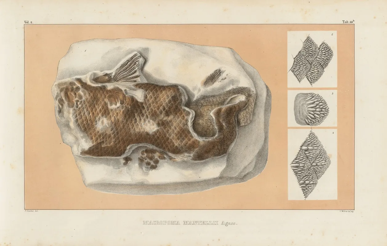 Recherches Sur Les Poissons Fossiles Pl 235 Wall Art by Louis Agassiz - High-Resolution Digital Print