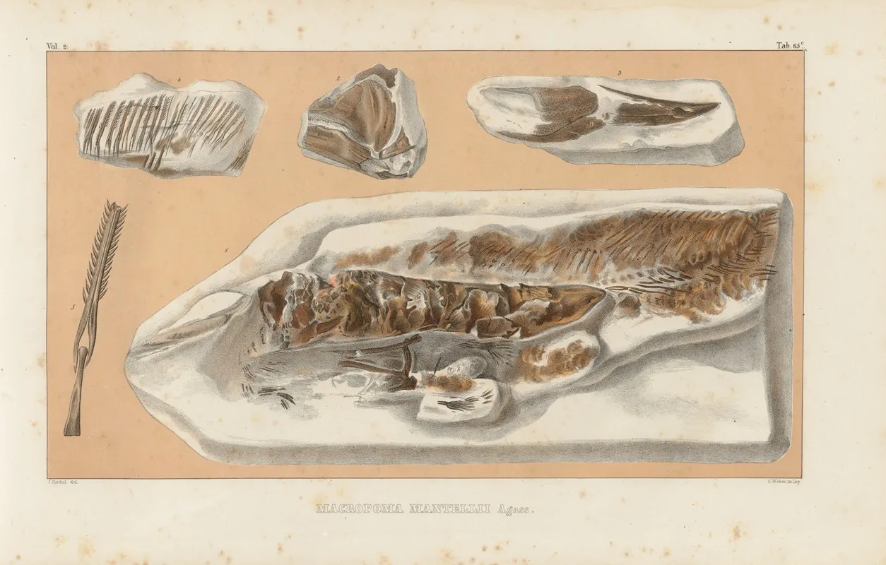 Recherches Sur Les Poissons Fossiles Pl 236 Wall Art by Louis Agassiz - High-Resolution Digital Print