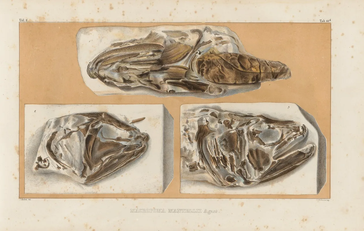 Recherches Sur Les Poissons Fossiles Pl 237 Wall Art by Louis Agassiz - High-Resolution Digital Print