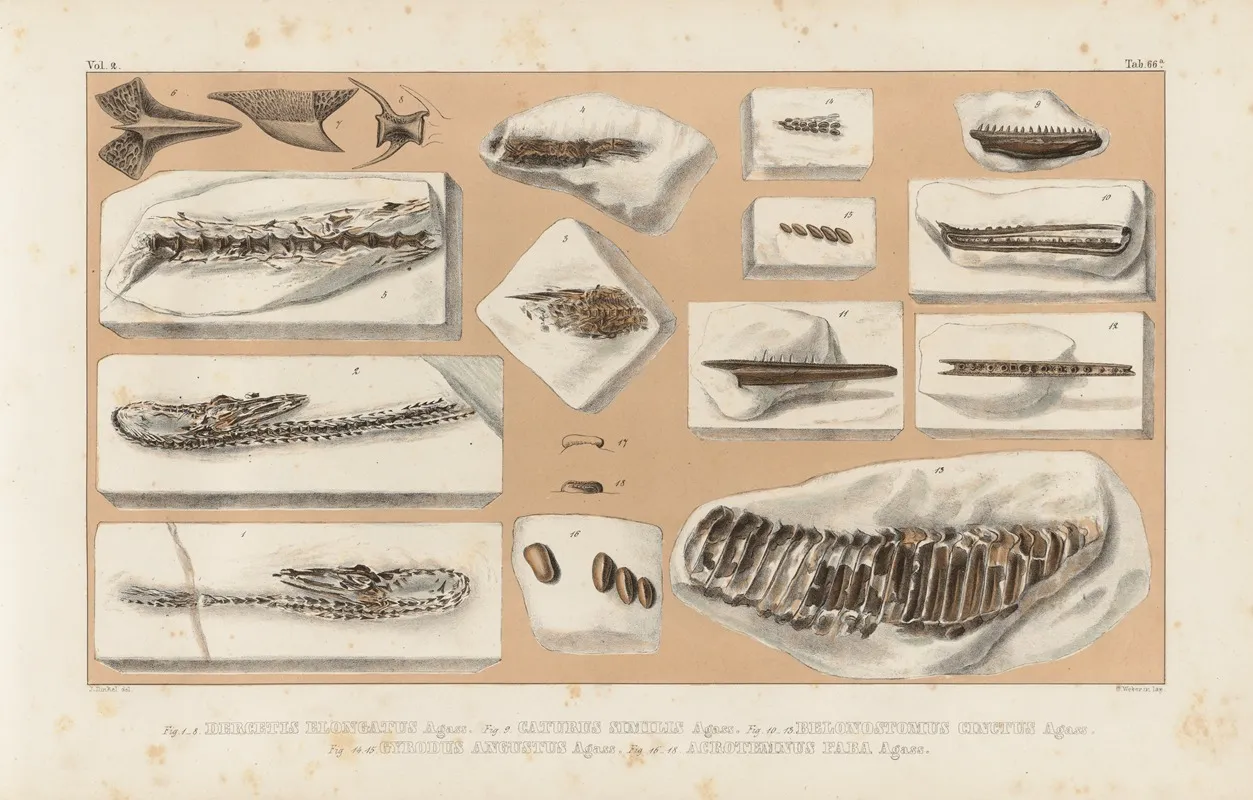 Recherches Sur Les Poissons Fossiles Pl 239 Wall Art by Louis Agassiz - High-Resolution Digital Print