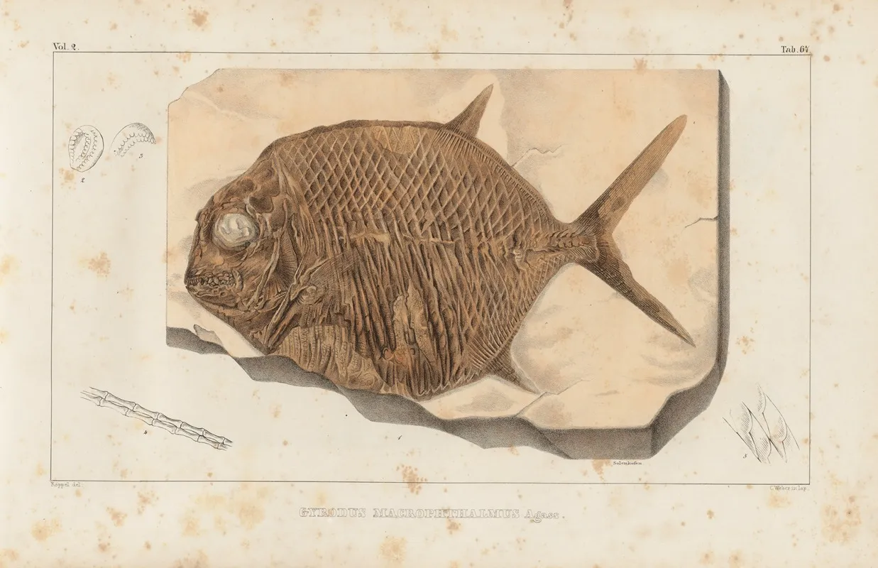 Recherches Sur Les Poissons Fossiles Pl 240 Wall Art by Louis Agassiz - High-Resolution Digital Print