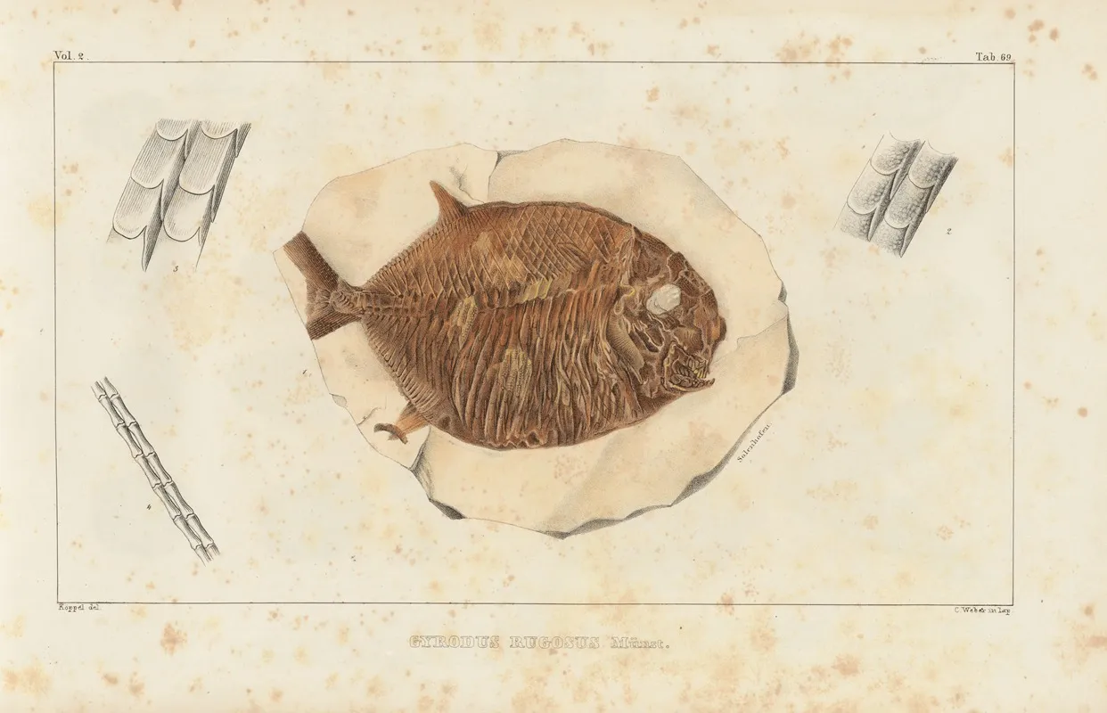 Recherches Sur Les Poissons Fossiles Pl 242 Wall Art by Louis Agassiz - High-Resolution Digital Print