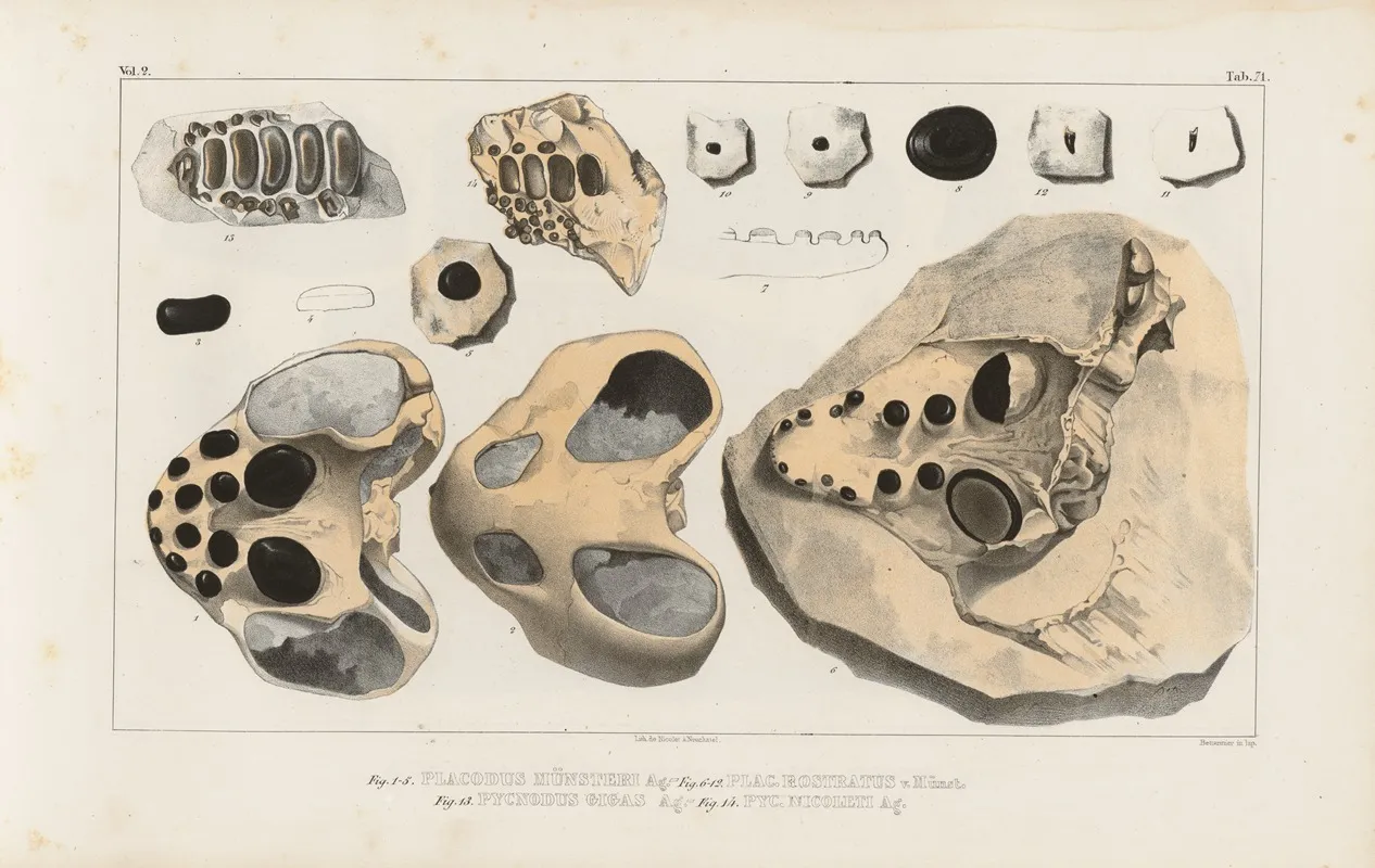 Recherches Sur Les Poissons Fossiles Pl 247 Wall Art by Louis Agassiz - High-Resolution Digital Print
