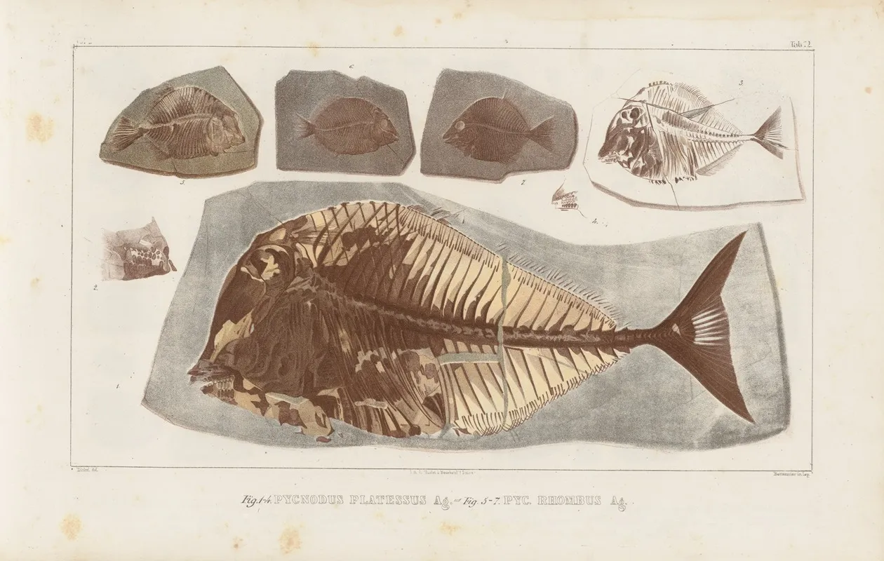 Recherches Sur Les Poissons Fossiles Pl 248 Wall Art by Louis Agassiz - High-Resolution Digital Print