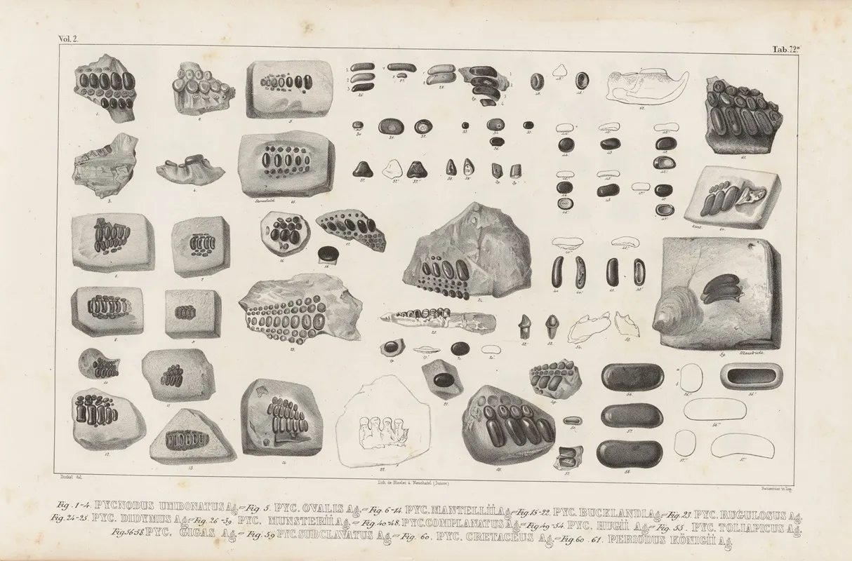 Recherches Sur Les Poissons Fossiles Pl 249 Wall Art by Louis Agassiz - High-Resolution Digital Print