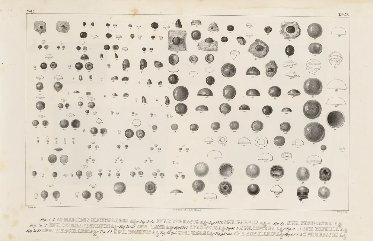 Recherches Sur Les Poissons Fossiles Pl 250 Wall Art by Louis Agassiz - High-Resolution Digital Print