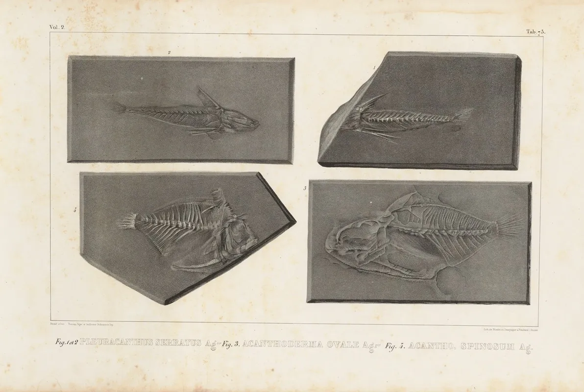Recherches Sur Les Poissons Fossiles Pl 252 Wall Art by Louis Agassiz - High-Resolution Digital Print