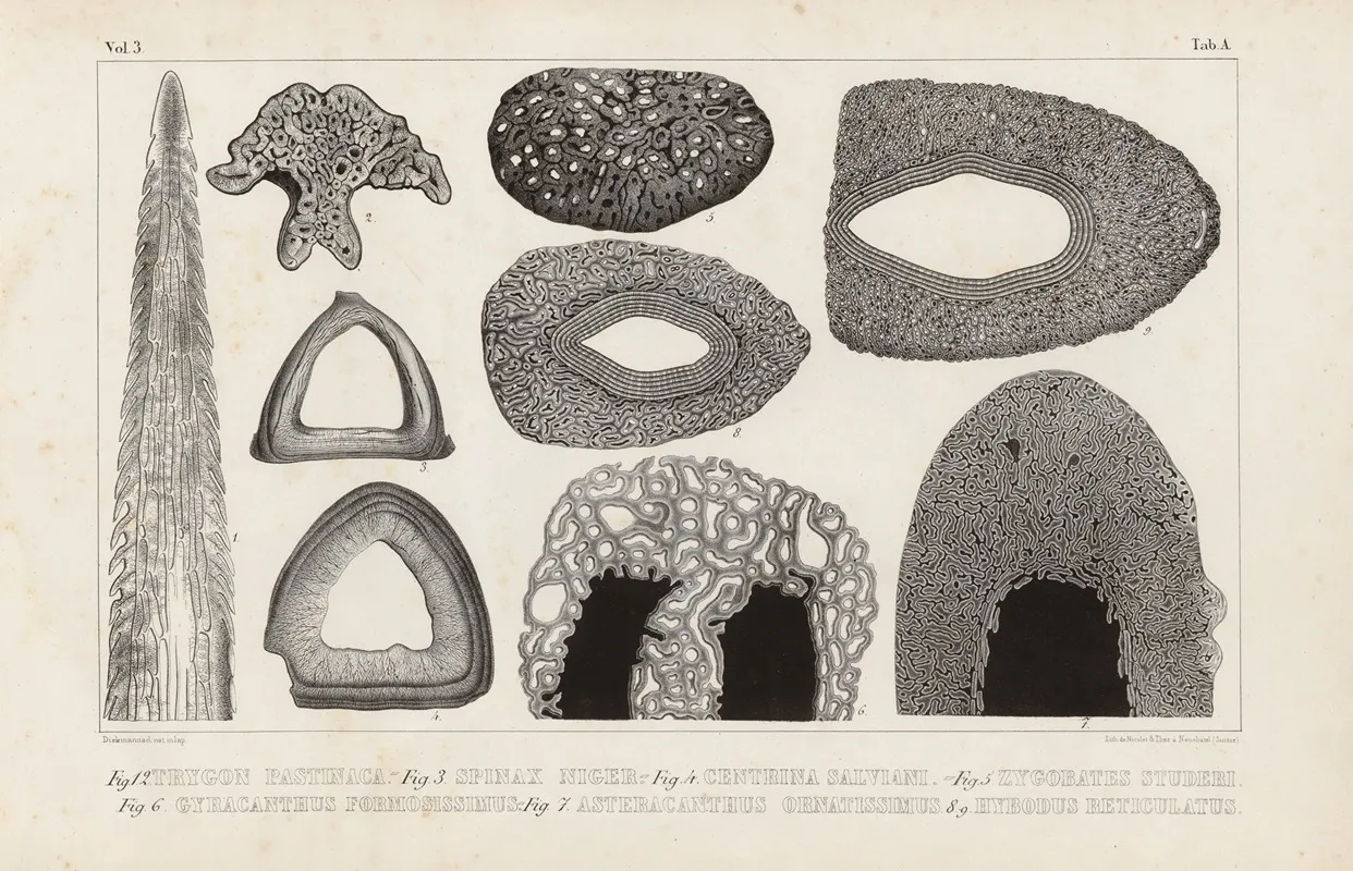Recherches Sur Les Poissons Fossiles Pl 253 Wall Art by Louis Agassiz - High-Resolution Digital Print