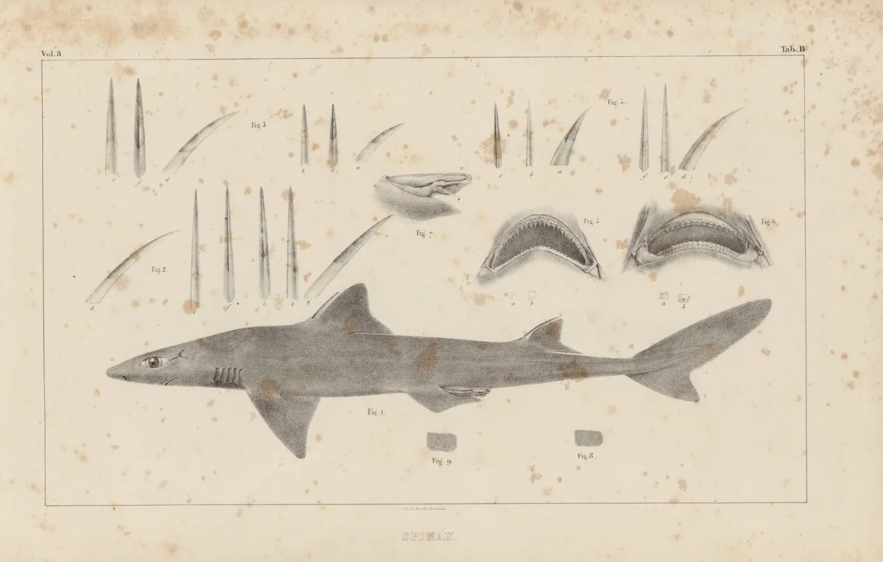 Recherches Sur Les Poissons Fossiles Pl 254 Wall Art by Louis Agassiz - High-Resolution Digital Print