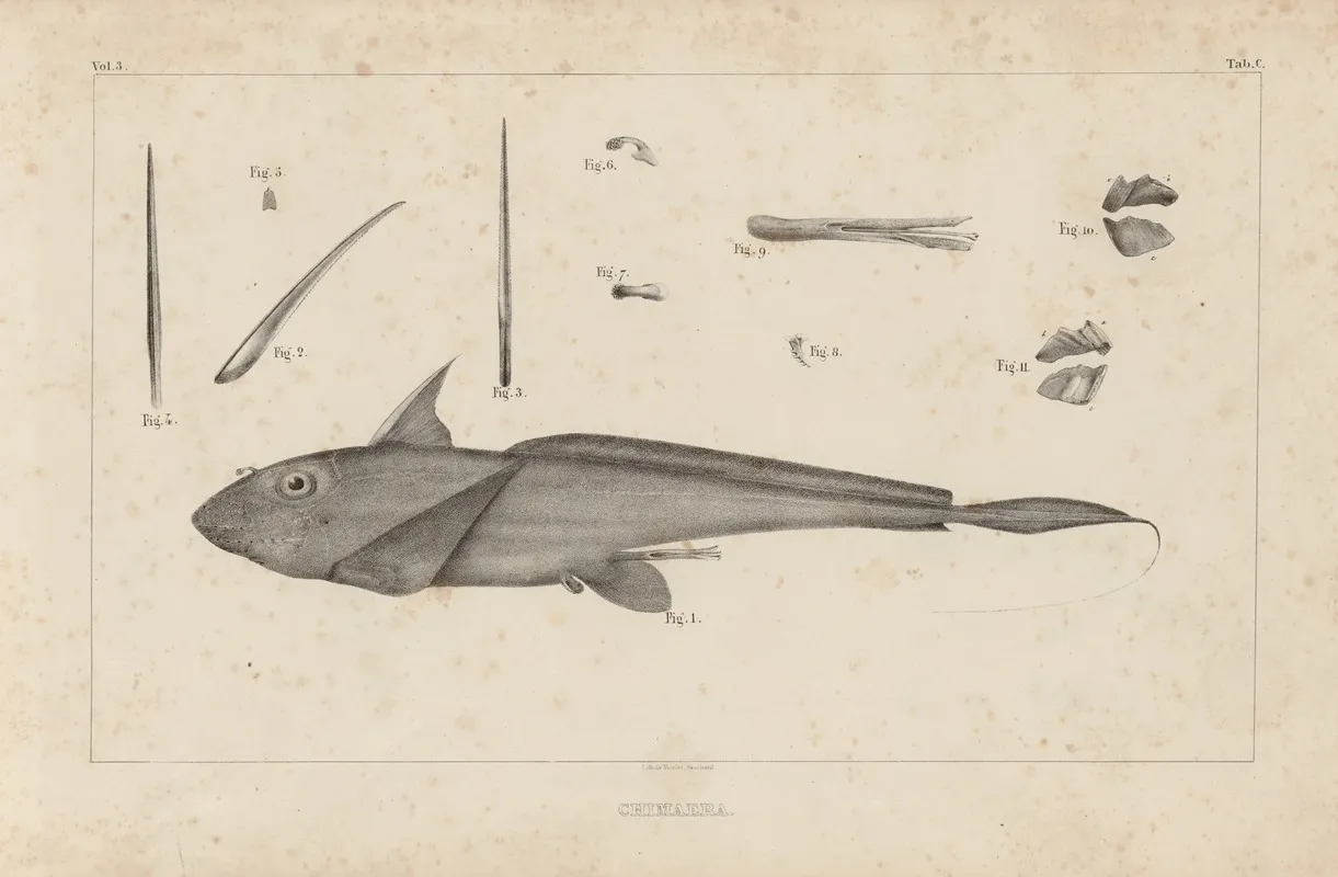 Recherches Sur Les Poissons Fossiles Pl 255 Wall Art by Louis Agassiz - High-Resolution Digital Print