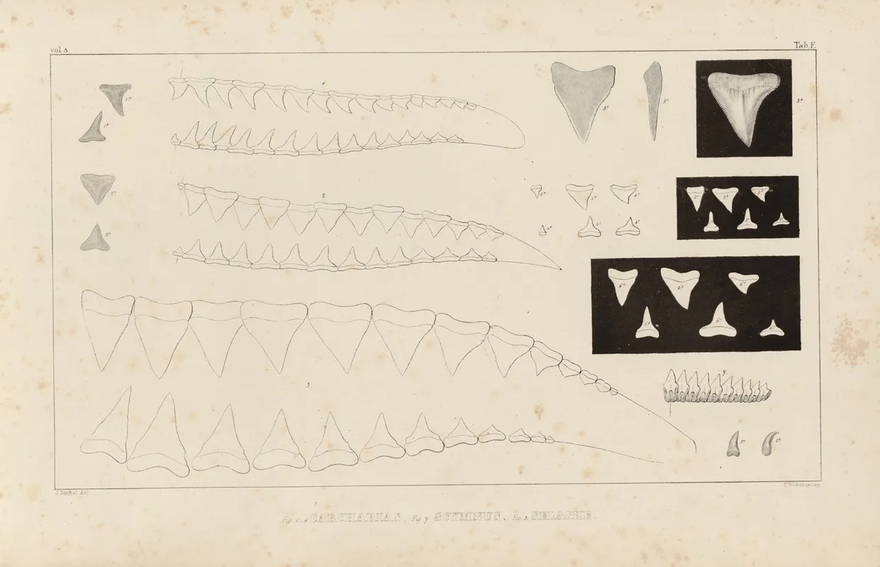 Recherches Sur Les Poissons Fossiles Pl 258 Wall Art by Louis Agassiz - High-Resolution Digital Print