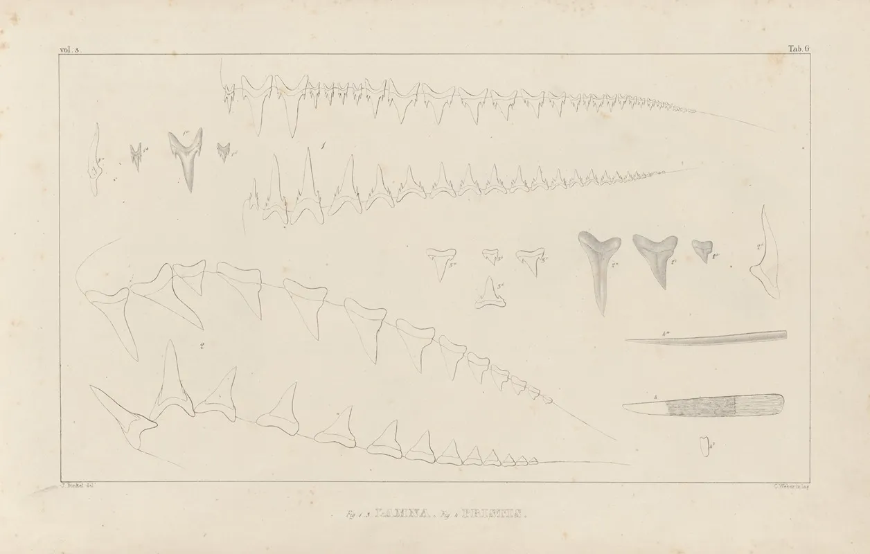 Recherches Sur Les Poissons Fossiles Pl 259 Wall Art by Louis Agassiz - High-Resolution Digital Print