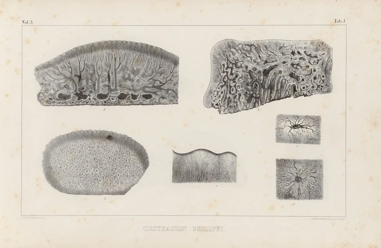 Recherches Sur Les Poissons Fossiles Pl 261 Wall Art by Louis Agassiz - High-Resolution Digital Print