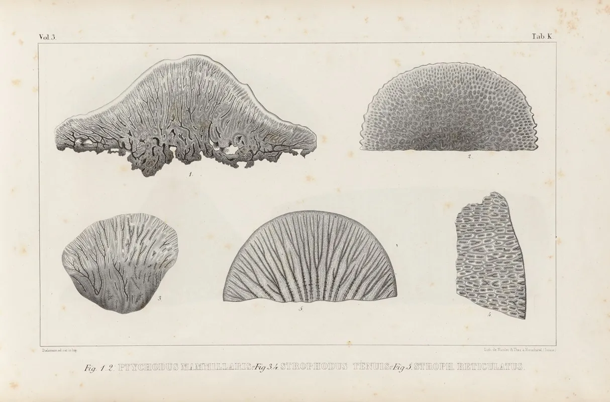 Recherches Sur Les Poissons Fossiles Pl 262 Wall Art by Louis Agassiz - High-Resolution Digital Print