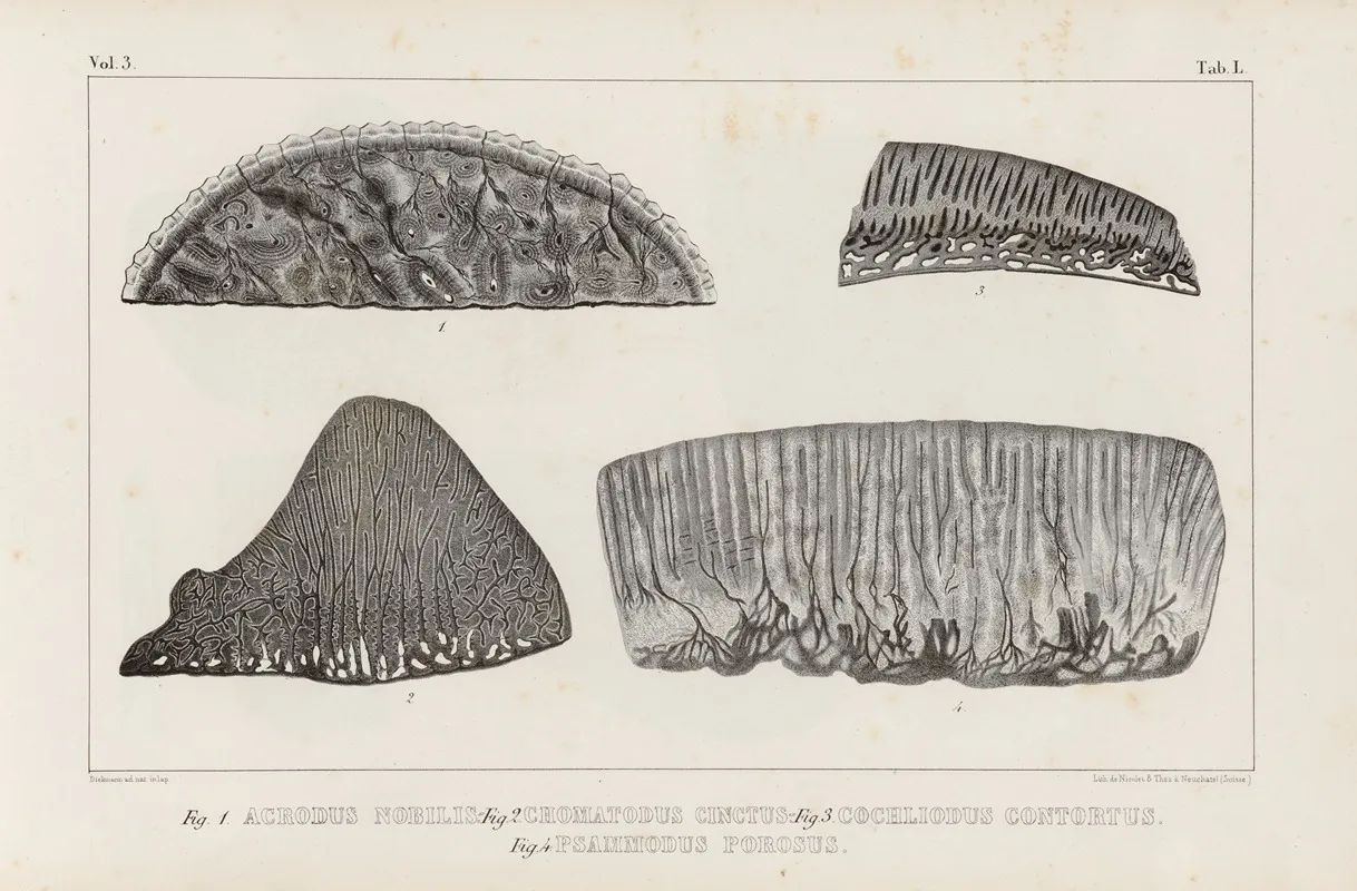 Recherches Sur Les Poissons Fossiles Pl 263 Wall Art by Louis Agassiz - High-Resolution Digital Print