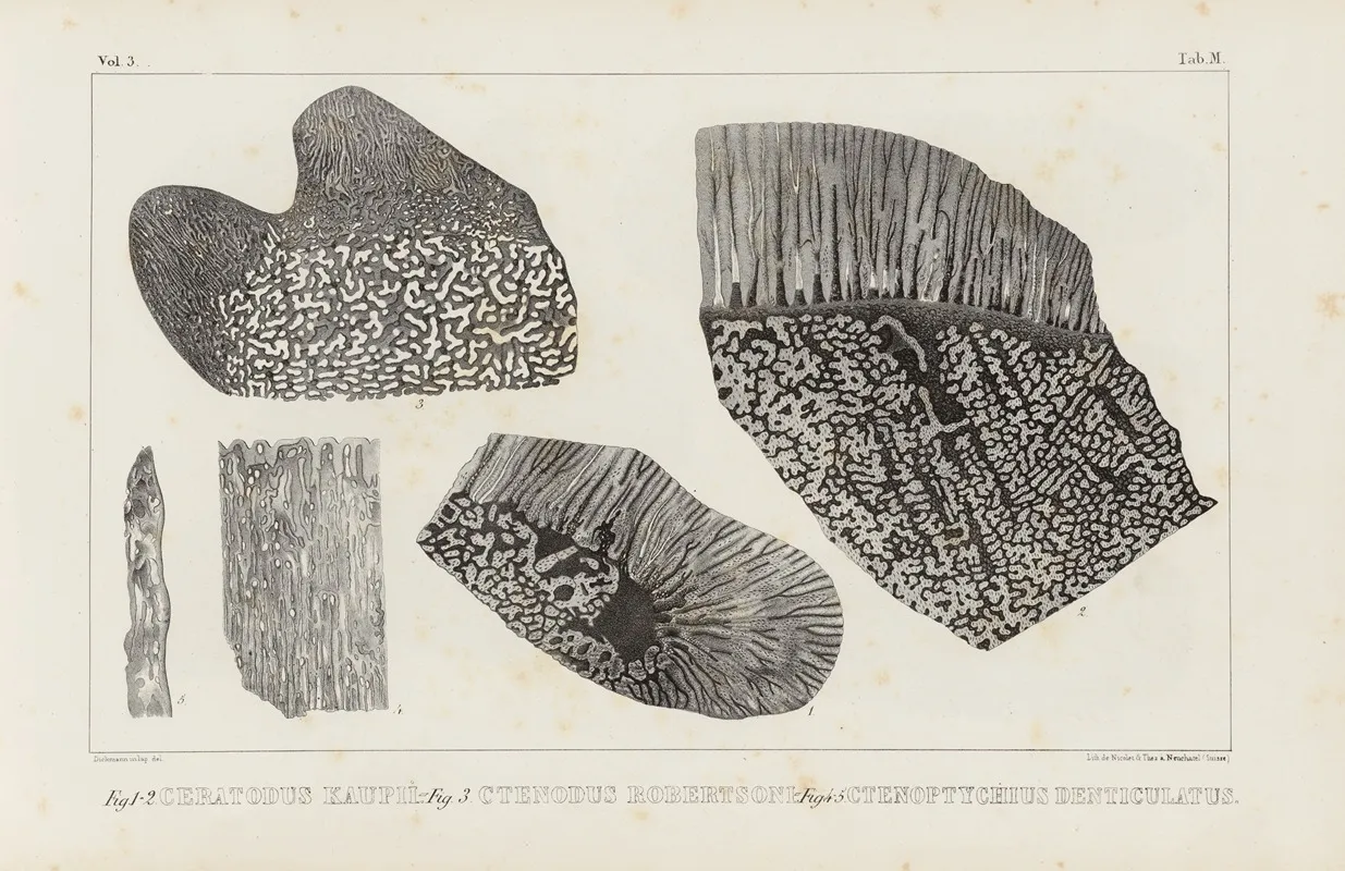 Recherches Sur Les Poissons Fossiles Pl 264 Wall Art by Louis Agassiz - High-Resolution Digital Print