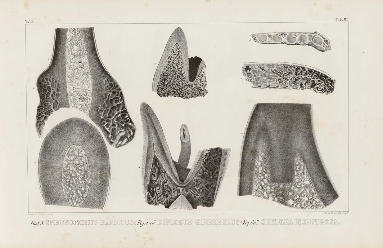 Recherches Sur Les Poissons Fossiles Pl 266 Wall Art by Louis Agassiz - High-Resolution Digital Print
