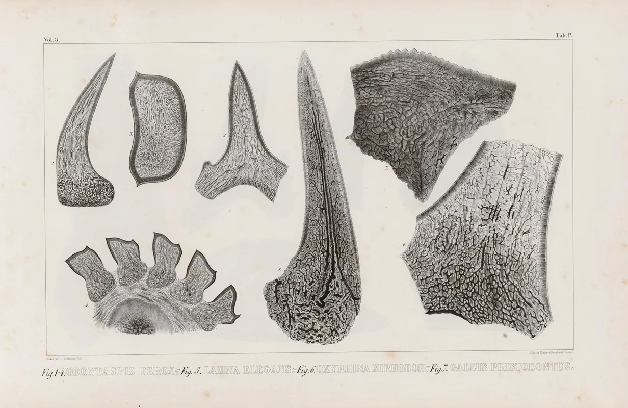 Recherches Sur Les Poissons Fossiles Pl 269 Wall Art by Louis Agassiz - High-Resolution Digital Print