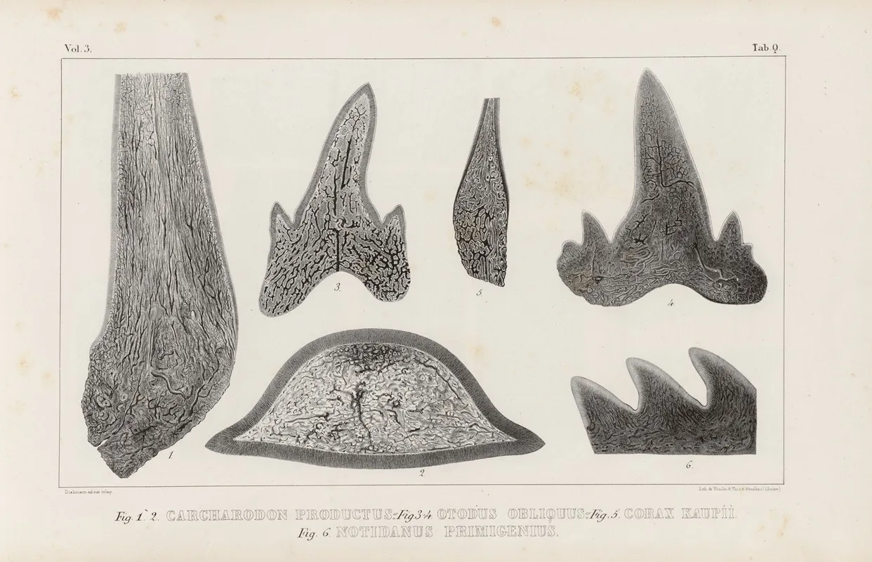 Recherches Sur Les Poissons Fossiles Pl 270 Wall Art by Louis Agassiz - High-Resolution Digital Print