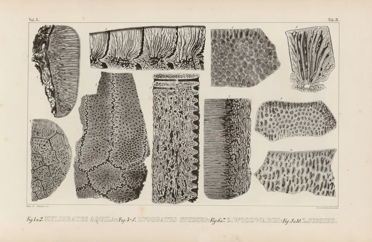 Recherches Sur Les Poissons Fossiles Pl 271 Wall Art by Louis Agassiz - High-Resolution Digital Print