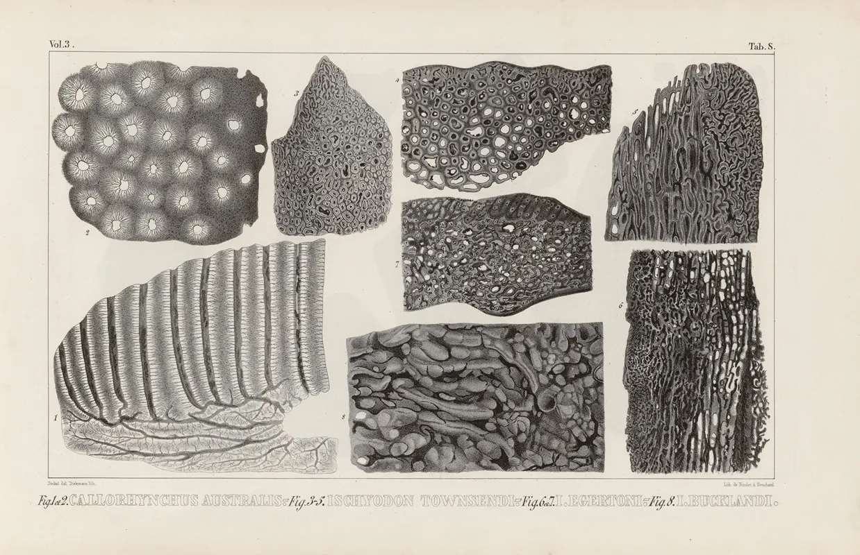 Recherches Sur Les Poissons Fossiles Pl 272 Wall Art by Louis Agassiz - High-Resolution Digital Print
