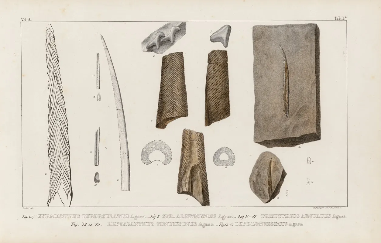 Recherches Sur Les Poissons Fossiles Pl 274 Wall Art by Louis Agassiz - High-Resolution Digital Print