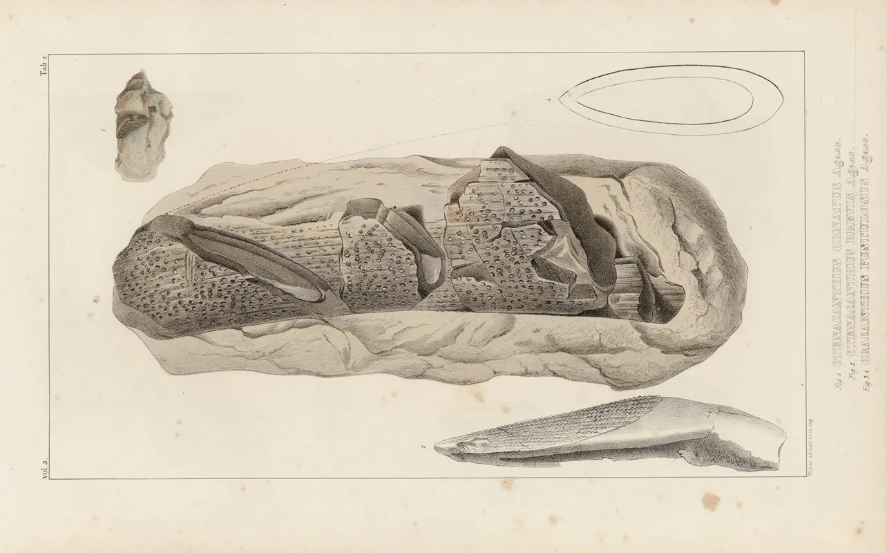 Recherches Sur Les Poissons Fossiles Pl 275 Wall Art by Louis Agassiz - High-Resolution Digital Print