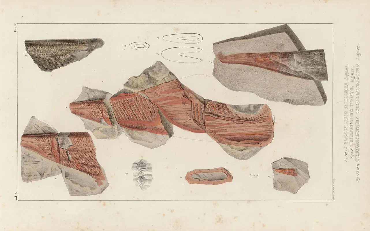 Recherches Sur Les Poissons Fossiles Pl 276 Wall Art by Louis Agassiz - High-Resolution Digital Print
