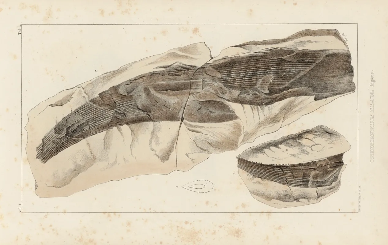 Recherches Sur Les Poissons Fossiles Pl 277 Wall Art by Louis Agassiz - High-Resolution Digital Print