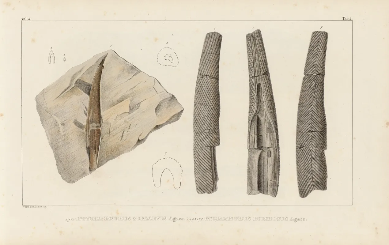 Recherches Sur Les Poissons Fossiles Pl 278 Wall Art by Louis Agassiz - High-Resolution Digital Print