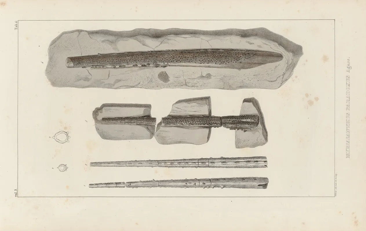 Recherches Sur Les Poissons Fossiles Pl 279 Wall Art by Louis Agassiz - High-Resolution Digital Print